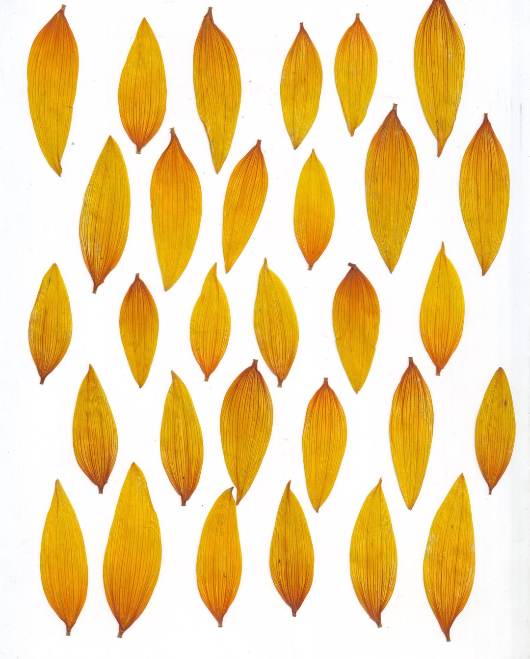 Sunflowers Petals 30 Pcs. Small. Pressed Petals Sunflowers. Dried ...