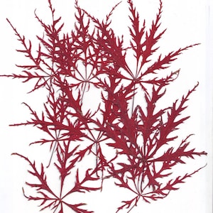 Hojas japonesas (12 piezas). Rojas. Hojas prensadas. Bonsái. Arces japoneses. Herbario. Para Oshibana, tarjetas, álbumes de recortes, decoración, joyería, diseño, bricolaje