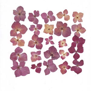 Viburnum prensado (22 piezas). Púrpura. Viburnum vulgare. Herbario. Para manualidades, tarjetas, álbumes de recortes, decoración, resina, bricolaje