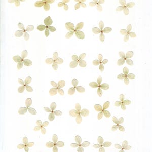 Viburnum prensado (20 uds.). Verde claro. Herbario. Para manualidades, tarjetas, álbumes de recortes, decoración, resina, bricolaje