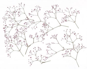 Pressed Gypsophila( 16 branches) Pink.Pressed herbs.Herbarium.For Cards, Scrapbooking, Decor, Calligraphy, Jewelry,Candle