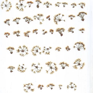 Fiori pressati (45 pezzi). Fiori misti. Body art, festival, erbario. Per Oshibana, biglietti, candele, scrapbooking, decorazioni, gioielli.
