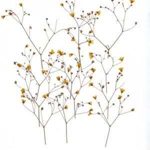 Gypsophile pressée (16 branches) jaune. Herbes pressées. Herbier. Pour cartes, scrapbooking, décoration, calligraphie, bijoux, bougies