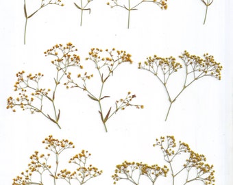 Pressed Gypsophila( 20 branches)Yellow.Pressed herbs.Herbarium.For Cards, Scrapbooking, Decor, Calligraphy, Jewelry,Candle