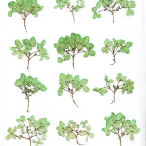Viburnum prensado (12 uds.) Verde Herbario Para manualidades, tarjetas, álbumes de recortes, decoración, resina, bricolaje