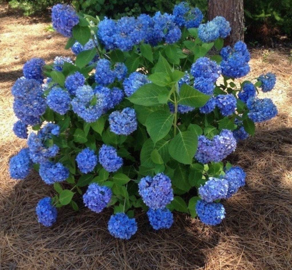 Image of Nikko mini hydrangea plant