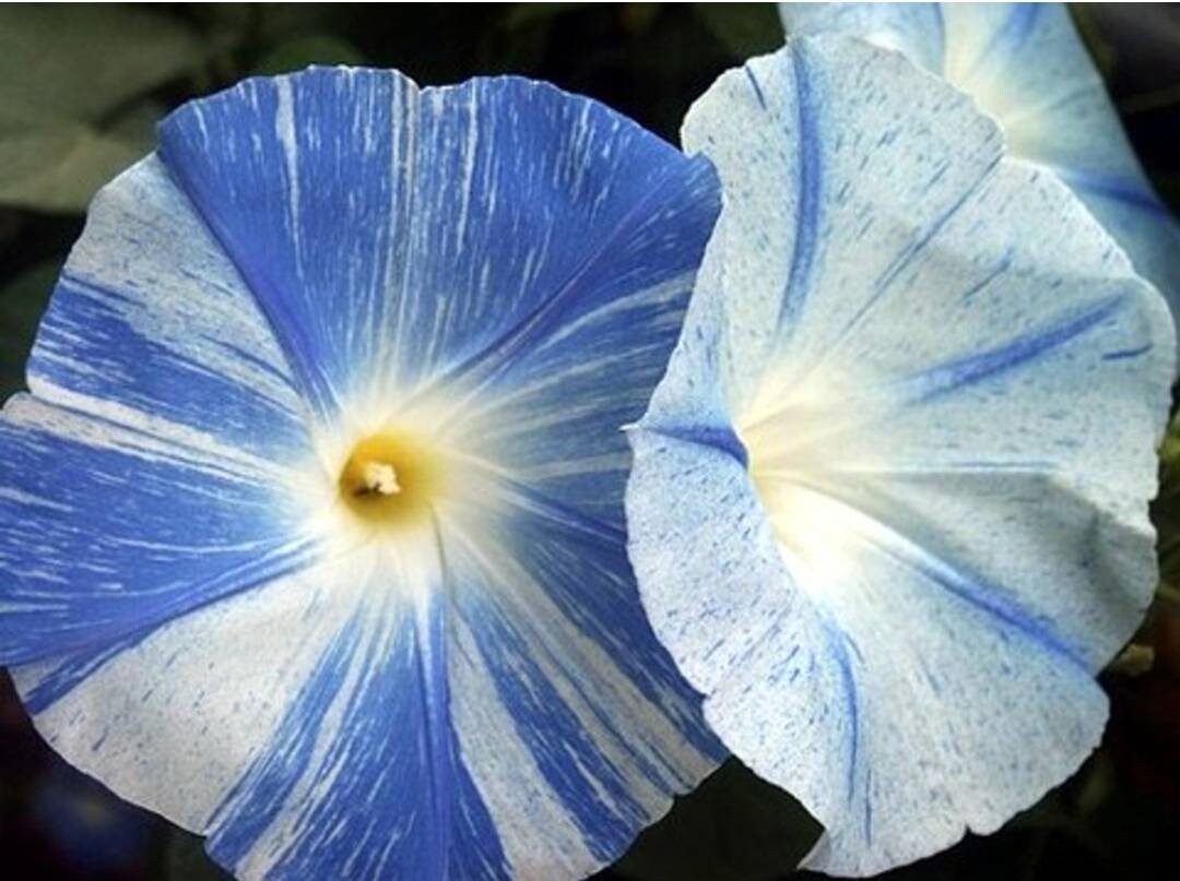 Flying Saucers Morning Glory Seeds Etsy