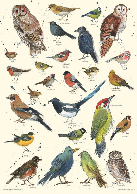 British Garden Birds Chart