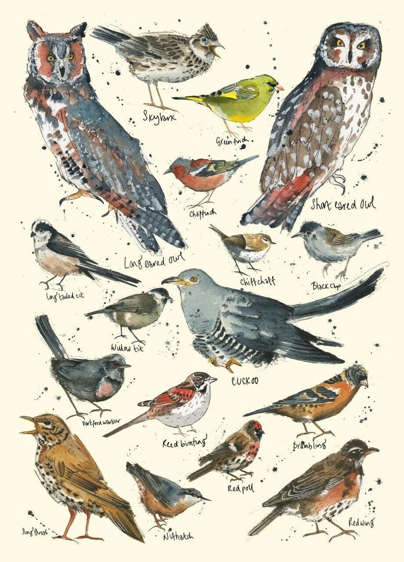 British Garden Birds Chart Print British Nature Print Etsy 5353