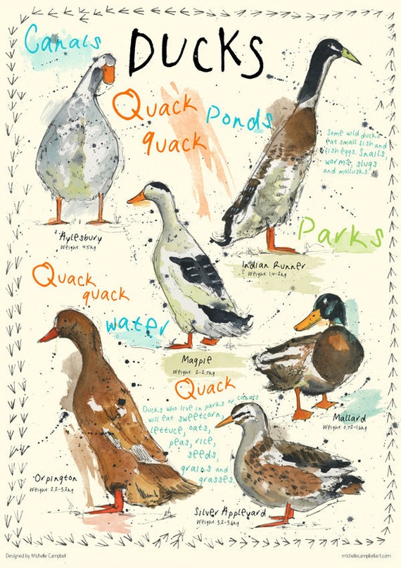 Garden Bird Chart