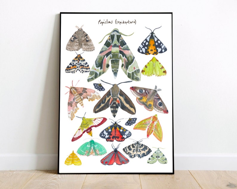 Vintage European British moth chart Print Nature Print | Etsy