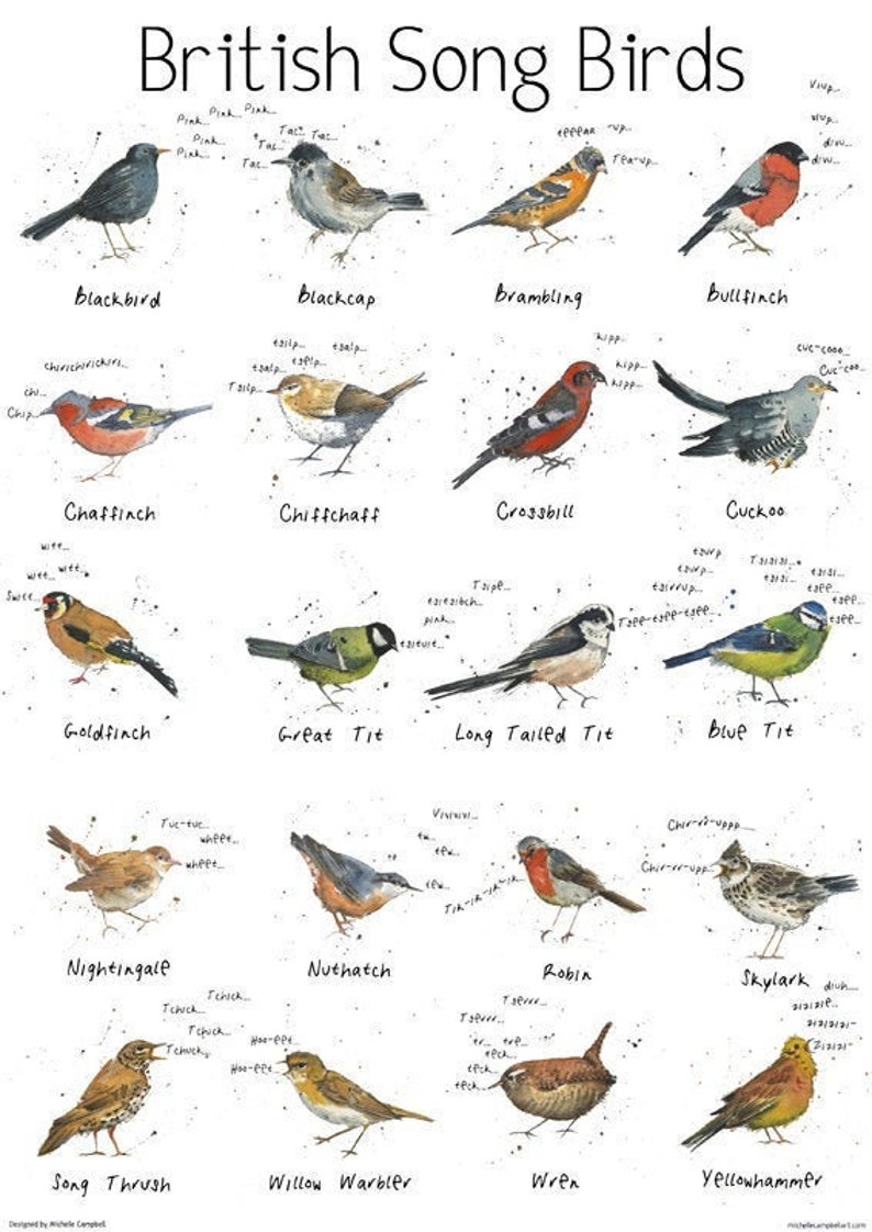 British Song Garden Birds Chart Print Nature Print Bird Etsy