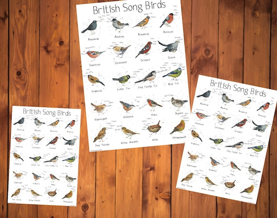 British Birds Identification Chart Wildlife Poster