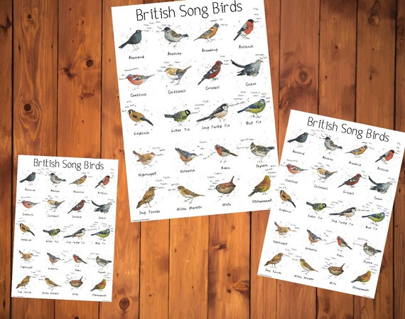 British Birds Identification Chart Wildlife Poster