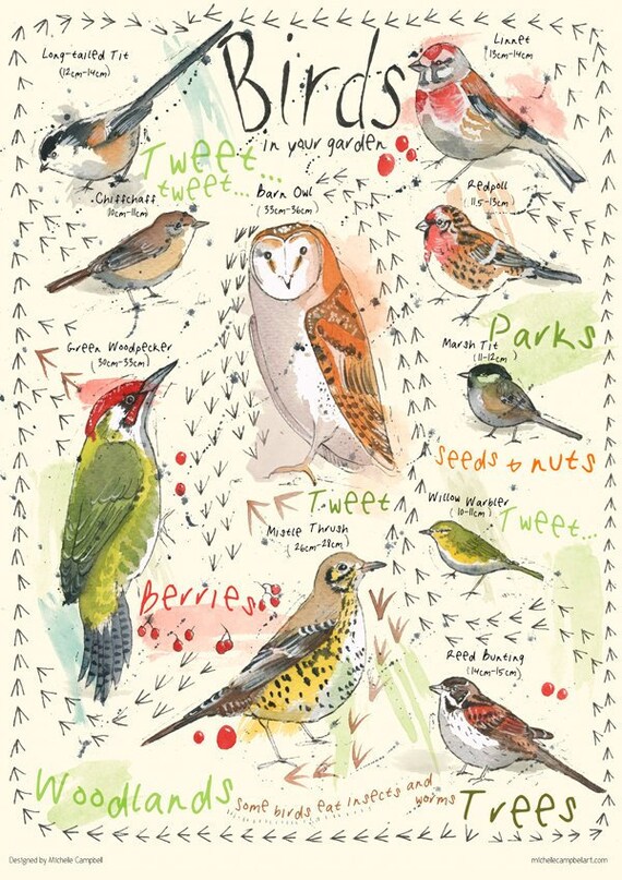 Birds And Insects Chart