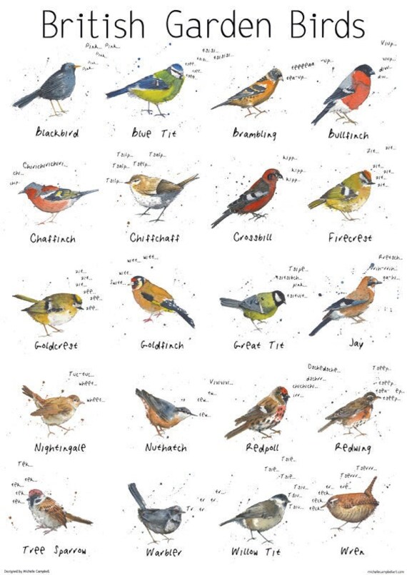 British Garden Birds Chart