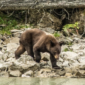 Black BEAR, DIGITAL PHOTO of a bear, Black Bear picture, instant download photo black bear, Animal photography, photo of a black bear