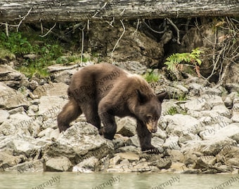 Black BEAR, DIGITAL PHOTO of a bear, Black Bear picture, instant download photo black bear, Animal photography, photo of a black bear