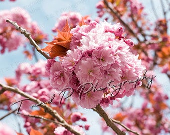 digital download cherry blossom photo, Spring Flower Photo, flower photo, VALENTINES Day FLOWERS, MOTHERS Day gift, fine art gift, cherries