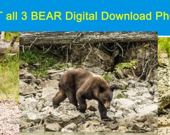 Nature Wildlife Photography, BEAR Photos, instant download, printable art bear, wall art home decor, bear prints, ALL THREE 5 x 7s included