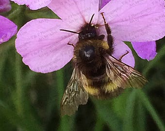 FLOWER, bee flower photo, Digital flower photo, digital download, 4 x 6 inch, wedding gift, wall art, PURPLE flower, art gift, FLOWER Art