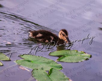 digital download photo, ANIMAL photos, baby duck photo, digital baby photos, cute baby photo, duckling photo, nursery ducky, baby's room