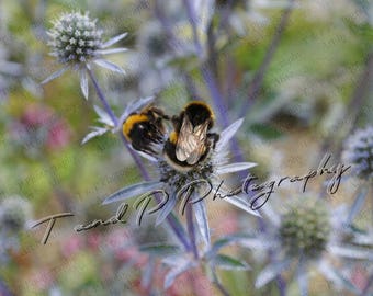 Digital download, honey BEE, bumble bees, instant printable art, gift, home decor, nature photography, bumble bee picture, wall art hanging