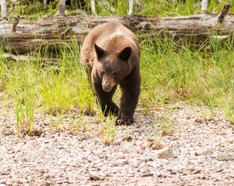 NATURE WILDLIFE PHOTOGRAPHY, instant download, bear photo, 5 x 7 printable art black bear, wall art home decor, blank note cards, bear print