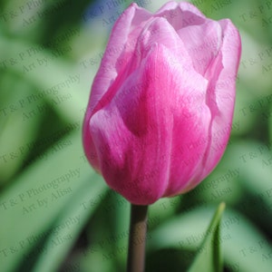 TULIP FLOWER, flower photo, digital photography, Flower art, SPRING Photo, Spring flowers, tulip photo, fine art, home decor, wall art