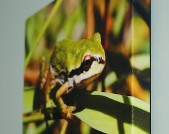 Frog, wildlife gift, Canvas Photo, photo on canvas, art photo, canvas, 8 x 10 inch canvas, nature photo, wildlife photos, reptiles amphibian