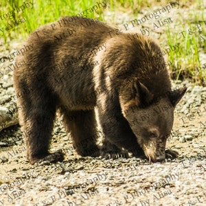 BEAR, DIGITAL DOWNLOAD photography, wildlife nature photography, black bear, brown bear picture, fine art photo, wildlife wall art hanging