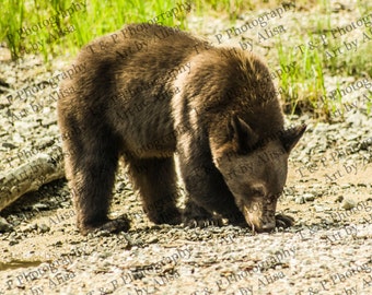 BEAR, DIGITAL DOWNLOAD photography, wildlife nature photography, black bear, brown bear picture, fine art photo, wildlife wall art hanging