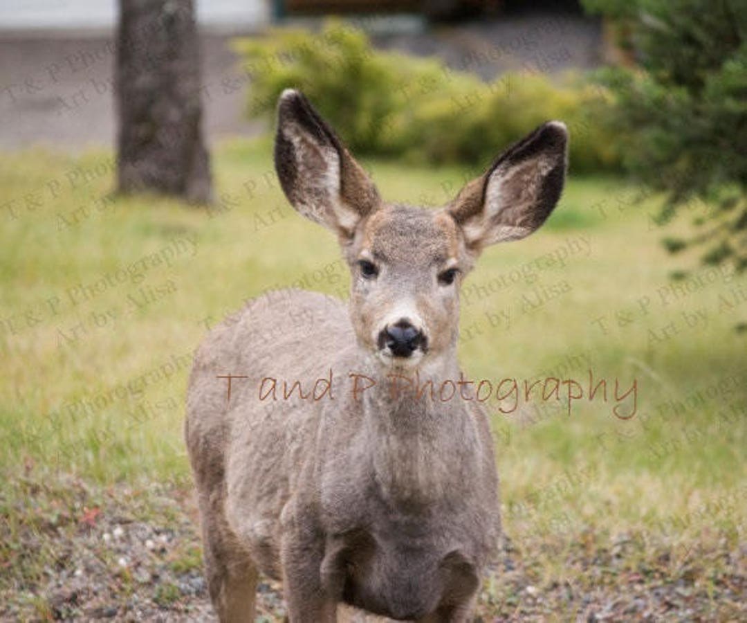 DEER, Wildlife Photography, Wall Art, Home Decor, Nature Photo, Nature