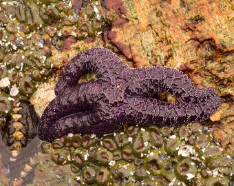 STARFISH, animal photo, Digital Download Photo, OCEAN, SEA, ocean photo download, sea star, instant printable art, ocean art, digital print