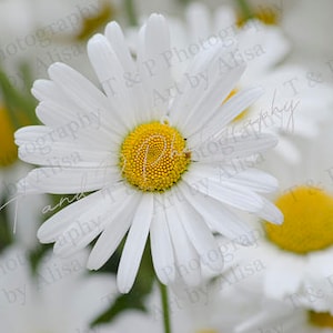 FLOWER PHOTO, DAISY photo, Flowerchild, Daisy flower, Daisy, Downloadable photo, Digital Photography