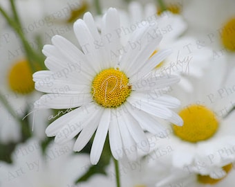 FLOWER PHOTO, DAISY photo, Flowerchild, Daisy flower, Daisy, Downloadable photo, Digital Photography