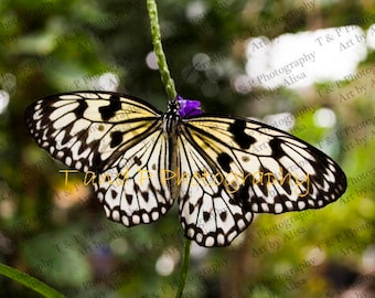 BUTTERFLY, Animal photos, animals, digital photography, BUTTERFLY Photography, wall art, home decor, digital download photo, wedding photos