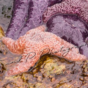 Digital Download Photo, Starfish, Sea Star, ocean photo download, sea life, instant printable art, home decor, wall art, digital print