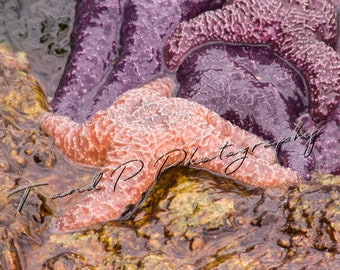 Digital Download Photo, Starfish, Sea Star, ocean photo download, sea life, instant printable art, home decor, wall art, digital print