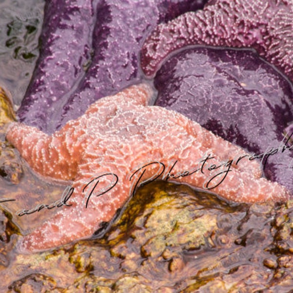 Digital Download Photo, Starfish, Sea Star, ocean photo download, sea life, instant printable art, home decor, wall art, digital print