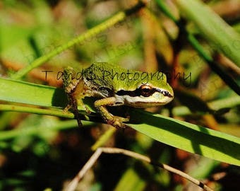 FROG, photo tree frog picture, 8 x 10, fine art gift, nursery print, nature love, nature photography, wildlife photograph, GREEN TREE frog