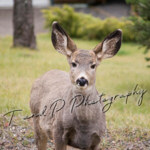 DEER, Deer photo, digital photography, nature photo, nature photography, Fine Art, Wildlife Photography, Deer photo, FAWN, art