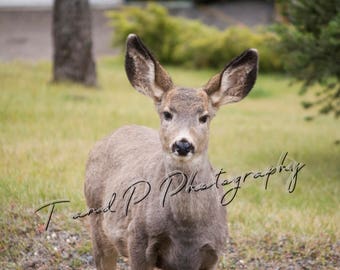 DEER, Deer photo, digital photography, nature photo, nature photography, Fine Art, Wildlife Photography, Deer photo, FAWN, art