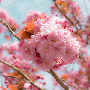 PHOTOGRAPHY, DIGITAL DOWNLOAD photography, Spring photo, digital photography, Flowers Cherry Blossom, Blossom, fine are gift, home decor