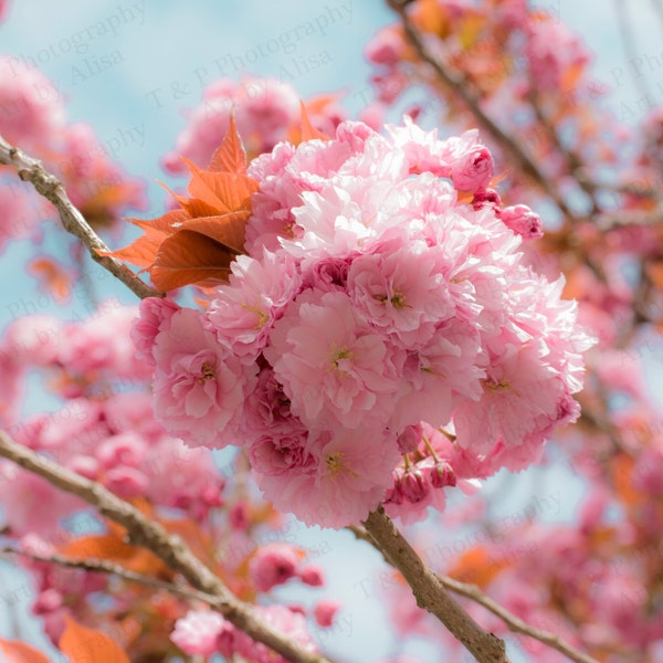 PHOTOGRAPHY, DIGITAL DOWNLOAD photography, Spring photo, digital photography, Flowers Cherry Blossom, Blossom, fine are gift, home decor