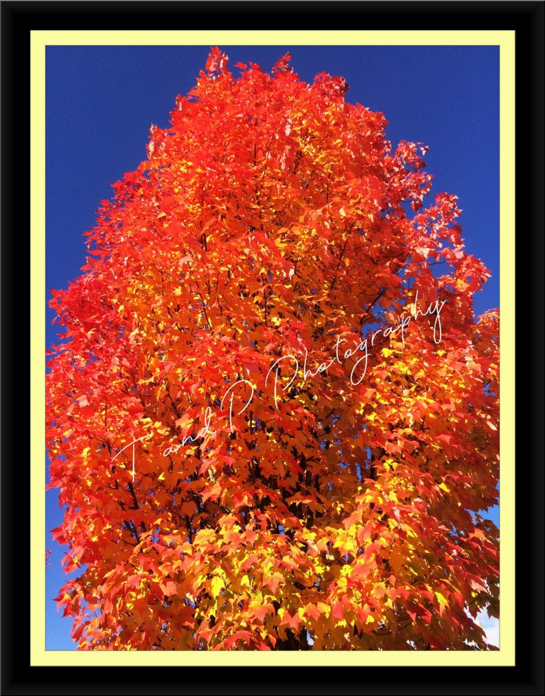 TREE, FALL LEAVES, Photography Digital, Rainbow, Autumn Leaves, Digital ...