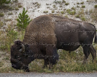 Bison Buffalo photo,  buffalo DIGITAL DOWNLOAD, bison buffalo digital, instant download buffalo photograph