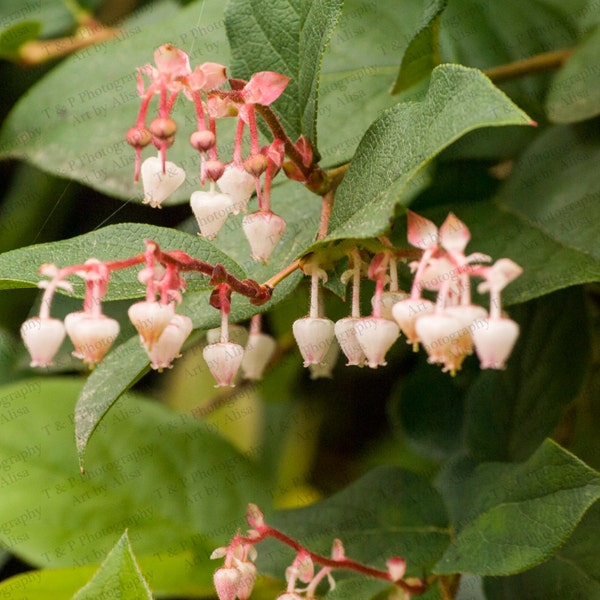 FLOWER ART, flower print, digital download photography, instant download, printable fine art, gift, home decor wall art print, salal photo