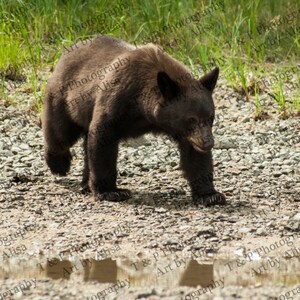 NATURE WILDLIFE PHOTOGRAPHY, instant download, bear photo, 5 x 7 printable art black bear, animal bear photo, blank note cards, bear print