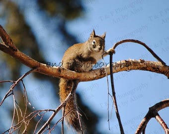 Squirrel, squirrel photo, cute picture, animal photography, animals, baby nursery, fine art, 8 x 10, wedding gift, tree, nature photography